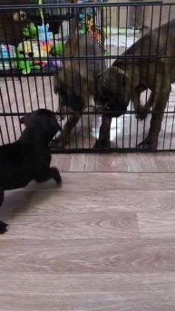 Моя любимая собака Кассиопея 🤍💙❤️💪