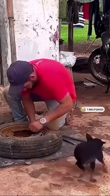 сломал свою собаку