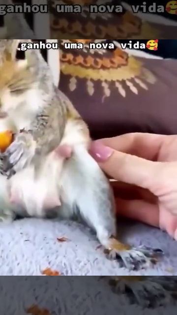 новый дом для милой белки