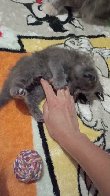 Лапотулька🥰 #мейнкун
