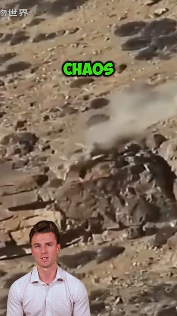 inTeFawxBpU - To avoid being chased by the snow leopard, the snow ram made every effort! #shorts #an