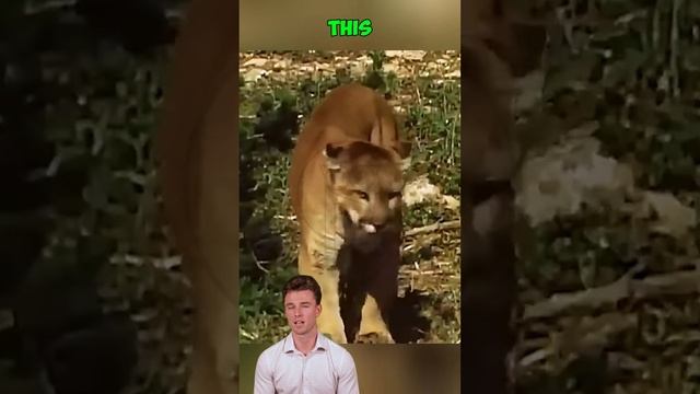 n0_VLjzMaqs - ＊＊＂Lone Warrior： The Puma’s Fierce Battle＂＊＊ #shorts #animals #wildlife