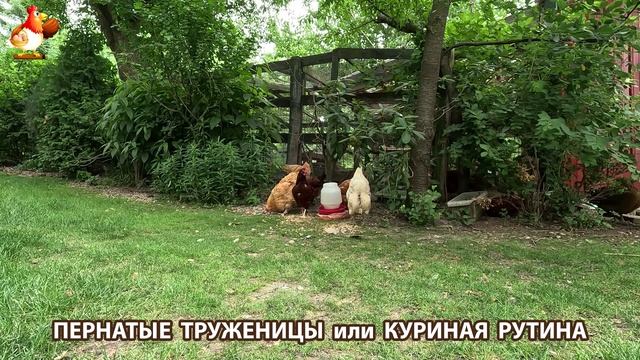 Куры несушки свободного выгула и их обычная куриная рутина – эпизод (434)