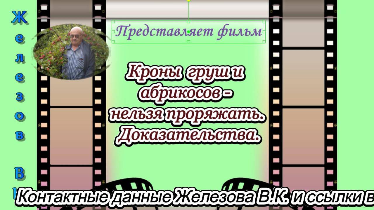 Кроны  груш и абрикосов - нельзя проряжать. Доказательства.