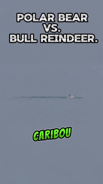 sX-X0flIdmQ - Polar Bear vs. Bull Reindeer. #shorts #nature #viral #animals #bear