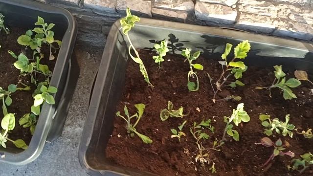 ПРОДОЛЖАЮ НАВОДИТЬ КРАСОТУ НА УЧАСТКЕ 🌱