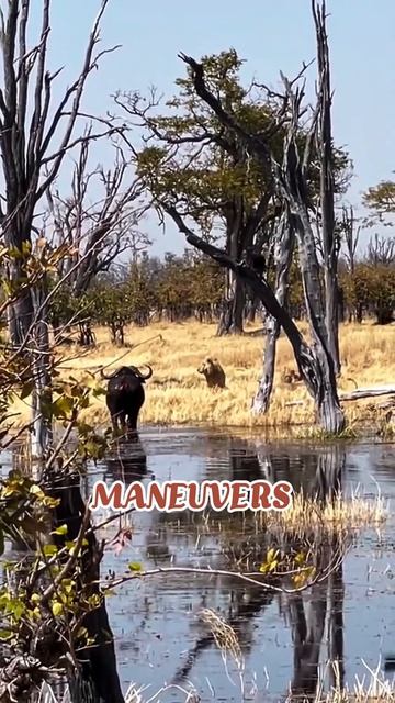 py6Cc4sMnLc - Showdown in Savannah： Buffalo Kills the Lion King  #shorts #animals #viral #lionvsbuff
