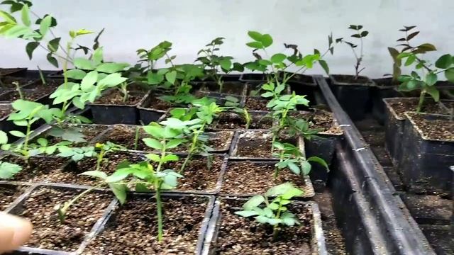 Что лучше СЕМЕНА или ЧЕРЕНКИ МАТЕРИНСКИЕ КАЧЕСТВА растения!
