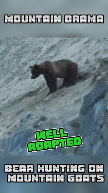 gOf2x57urp4 - Mountain drama. Bear hunting on mountain goats #shorts #animals #viral #wildlife #viza