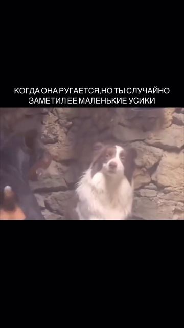 Жена ругается