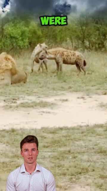 gUc67-7Krxs - Hyenas have such bad luck! Caught by a lion! #AnimalWorld #shorts #animals