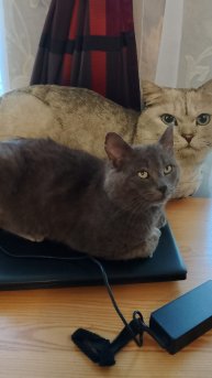 збор фото кота дымка 1