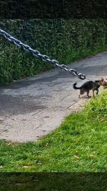 Сабачка на цепочке