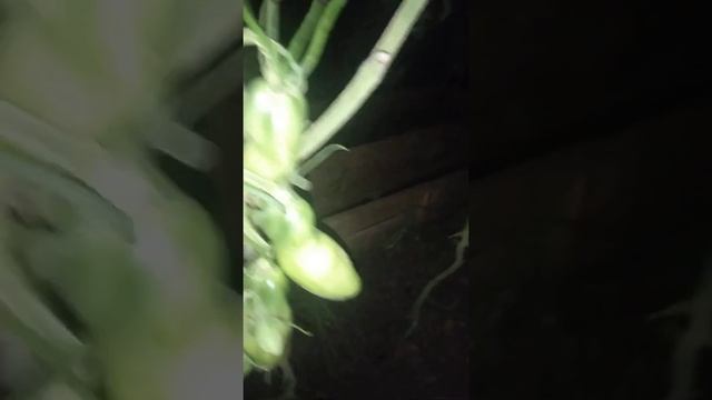 томаты 2021 год