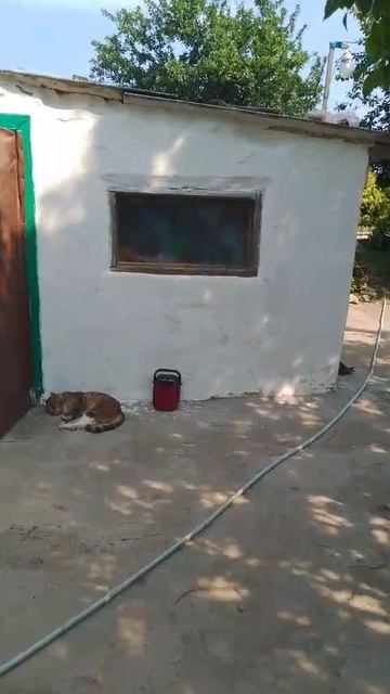 Про кота