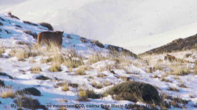 Звуки, используемые для межгалактической связи - пришельцы одобряют! - Occitan FM -- Fourmi -- LAlun
