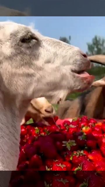 Клубничка