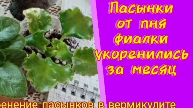 Ещё раз убеждаюсь, что это лучший метод укоренения пасынков фиалки.