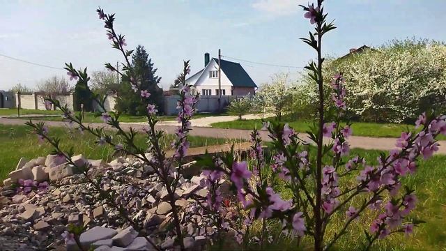 Цветение персика Фрост.