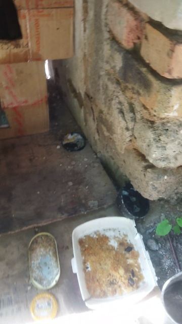 кошки