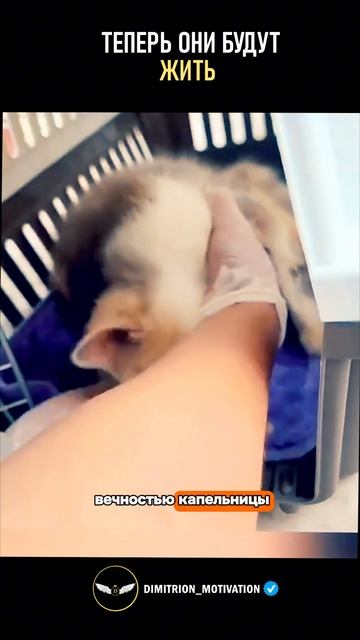 Теперь они будут жить! | Спасли кошку с котятами #добро