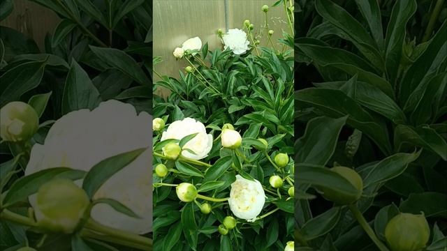 Цветы. Что растет в теплице. не все так ухожено, зато свое