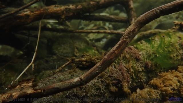 Глаза цепляются за кадры, уши ловят каждый аккорд - Mist -- Ketsa -- Growth
