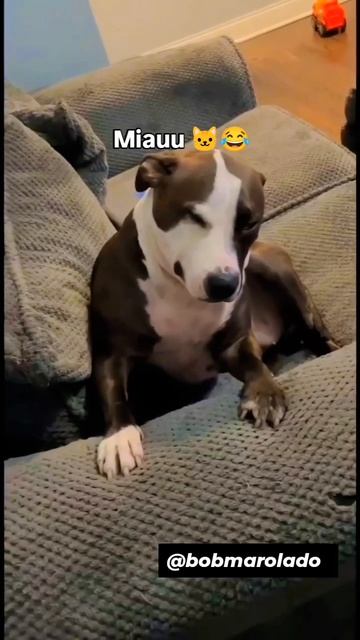 #shorts.mp4