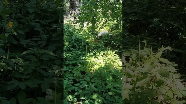 белая кошка пришла в деревню
