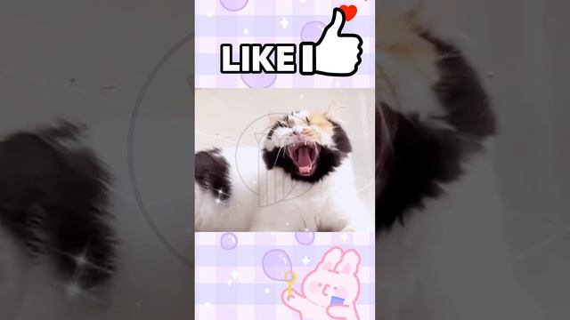 nz3dxJLIE0I - ＊＊＂This Cat's Face is So Funny, Even the Camera Gave Up! 😂＂＊＊#shorts  #animals #fanny