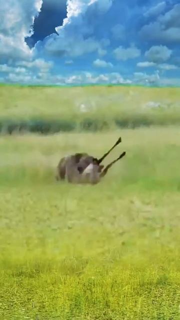 d0cJle5rplk - The buffalo thwarted the leopard's intentions｜｜ #shorts #facts #animal #animals #viral