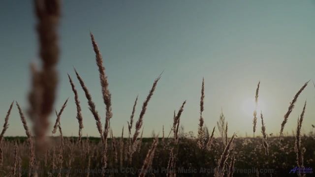 Природа оживает, стоит лишь дать музыке разлиться - The Cowboys Lament -- Ayla Nereo -- Play Me a Ti
