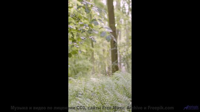 Если бы все клипы были такими, мир стал бы добрее! - Talking Trees -- Kirk Osamayo -- Season Two (BL