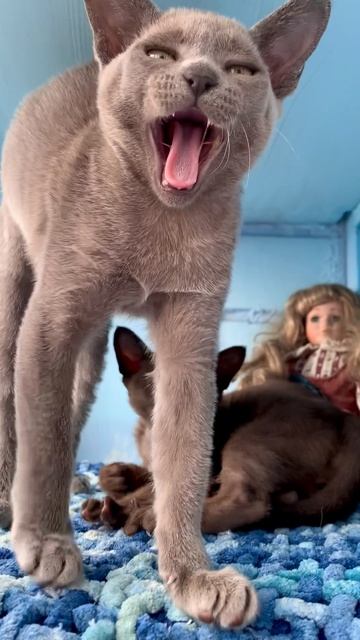 Бурманские котята