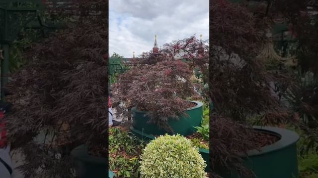 День России-12.06.2025