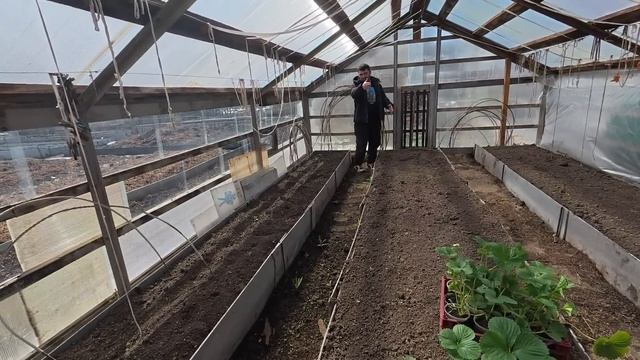 На даче посадили клубнику.  Поставили нам москитные се