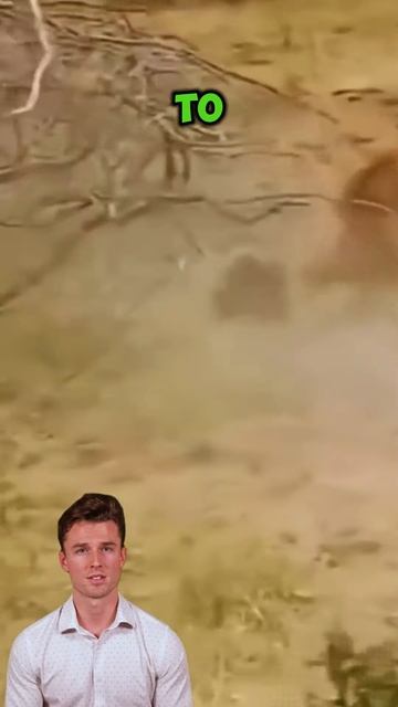 hzj5QeLCcws - A pack of wild dogs surrounded a lion #animalworld #hyena #lion #shorts #animals