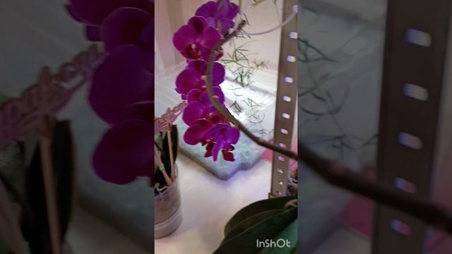 цветение моих орхидей 😍😍девочки посмотрите какая красота ☺