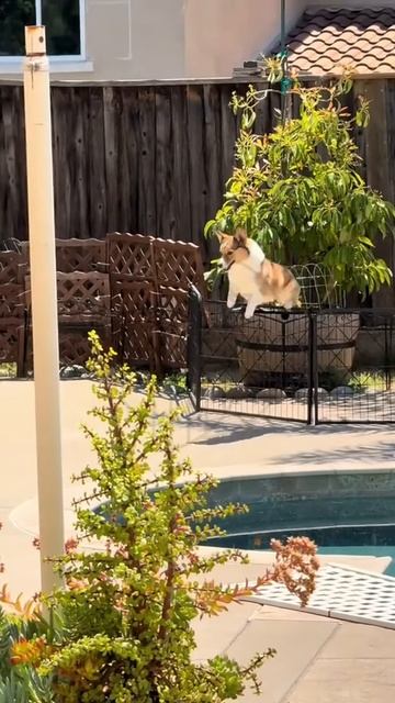 eXeZ3tUqk6I - Jumping Corgi #corgi #shorts #funny #fannydog #animallife #pets #animals #cute