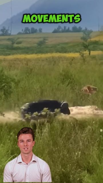 _NFUbJpa_1M - ＂Buffalo Triumph： Defeating Three Lions＂ #shorts #animals #lion #facts #wildlife