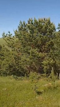 Летние будни на ферме