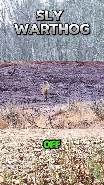 xdefEd965Oc - Warthog Uses Amazing Duplicate Skill to Stay Out of Trouble #shorts #animals #lion
