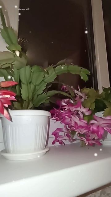 Цветы декабристы для настроения.mp4