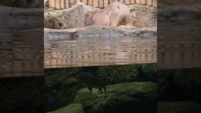 КаПиБаРа