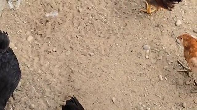 СЕЛЬЧАНКА В АМЕРИКЕ. БЕЗ ДЕЛА НЕ СИДИТ.