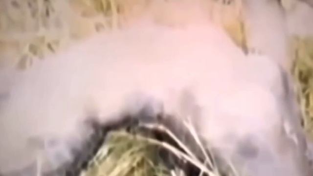 видео было найдено в секретных архивах организации Аненербе