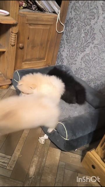1000063085.mp4