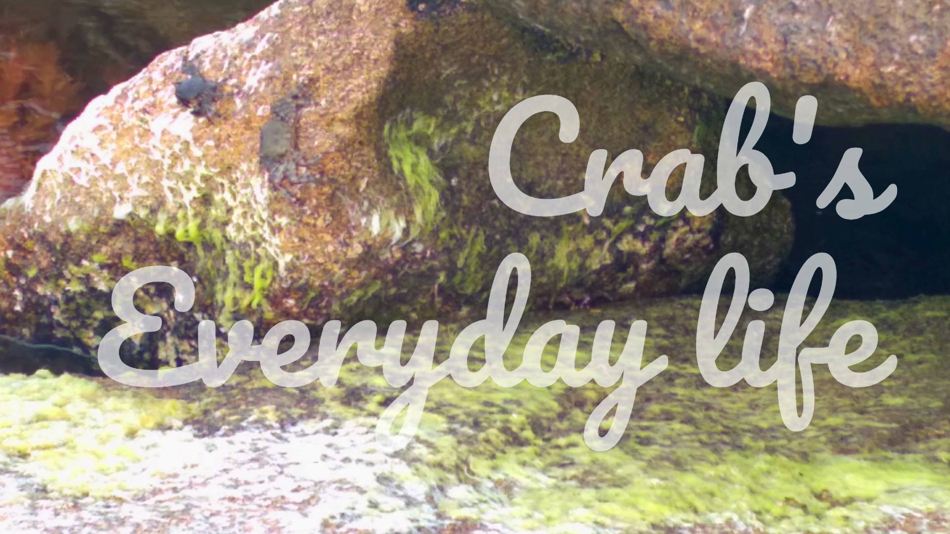 Crab's everyday life
