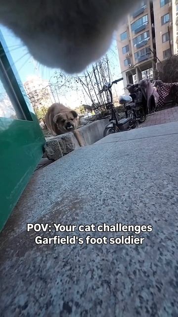 #shorts.mp4