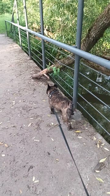 Красивые места на собачьей тропе)